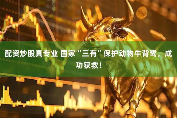 配资炒股真专业 国家“三有”保护动物牛背鹭，成功获救！